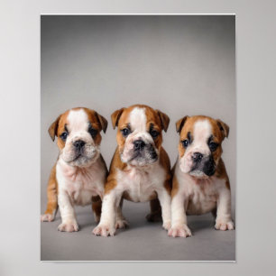Niedliche Bulldoggen Welpen   Dog Lovers Gift Poster