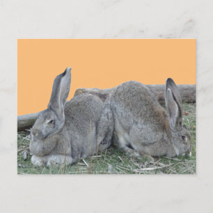 Niedliche Bunnies Cust. BG Color DIY Postcard Postkarte
