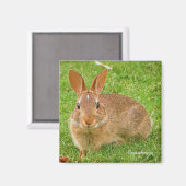 Niedliche Bunny Chewing Grüntöne auf der Golfmesse Magnet (Vorderseite/Rückseite)