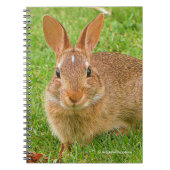 Niedliche Bunny Chewing Grüntöne auf der Golfmesse Notizblock (Vorderseite)