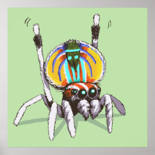 Niedliche bunte Pfau-Spinne, die Kunst-Plakat Poster
