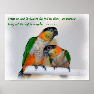 Niedliche Caique Parrots Inspiration Zitat Poster