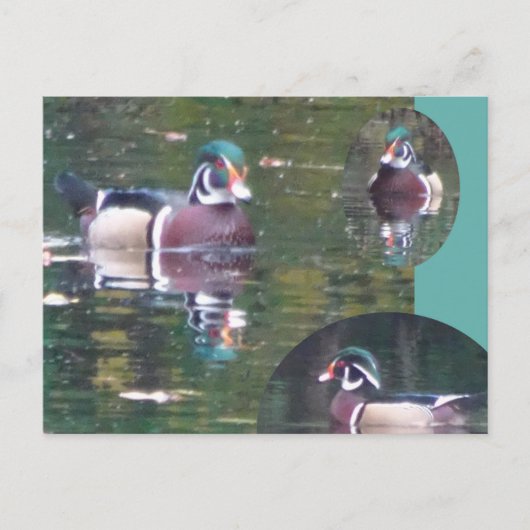 Niedliche Carolina Duck DIY Postkarte (Vorderseite)