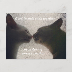 Niedliche Cat Friend Post Card Postkarte