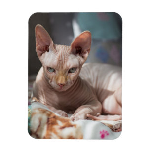 Niedliche Cat Lounges ohne Pelz Magnet