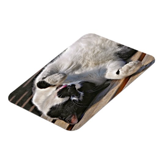 NIEDLICHE CAT MAGNET (Linke Seite)