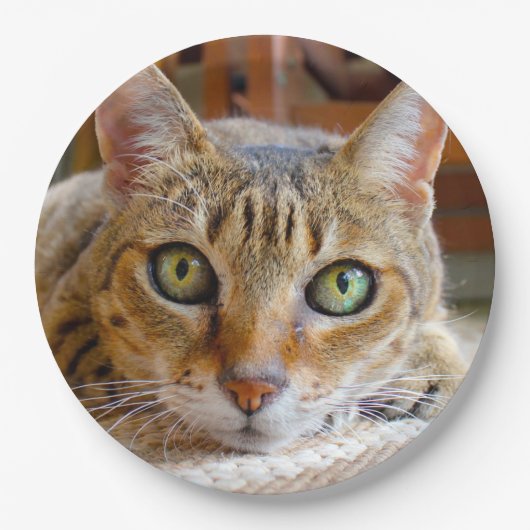 Niedliche Cat-Papier-Teller Pappteller (Vorderseite)