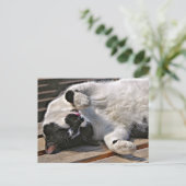 NIEDLICHE CAT POSTKARTE (Stehend Vorderseite)