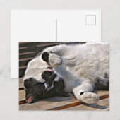 NIEDLICHE CAT POSTKARTE (Vorne/Hinten)