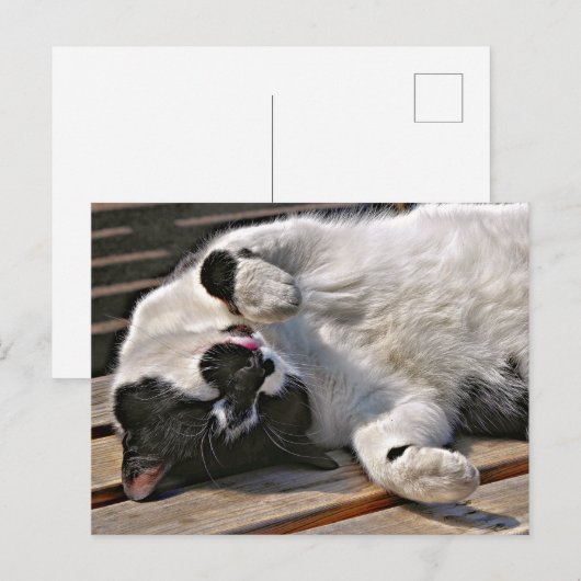 NIEDLICHE CAT POSTKARTE (Vorne/Hinten)