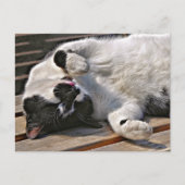NIEDLICHE CAT POSTKARTE (Vorderseite)