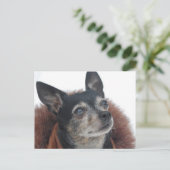 Niedliche Chihuahua-Fotos Postkarte (Stehend Vorderseite)