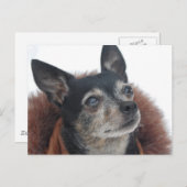 Niedliche Chihuahua-Fotos Postkarte (Vorne/Hinten)