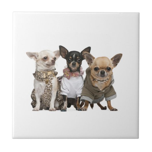 Niedliche Chihuahua-Hunde Fliese (Vorderseite)
