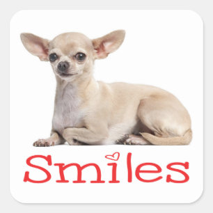 Niedliche Chihuahua Mama Welpe Dog Rescue Hallo Li Quadratischer Aufkleber