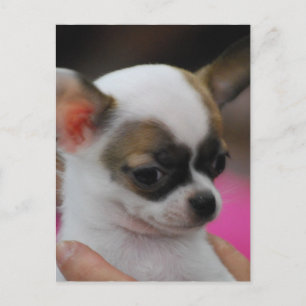 Niedliche Chihuahua Postkarte