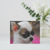 Niedliche Chihuahua Postkarte (Stehend Vorderseite)