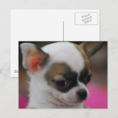 Niedliche Chihuahua Postkarte (Vorne/Hinten)