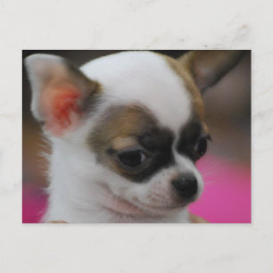 Niedliche Chihuahua Postkarte
