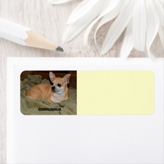 Niedliche Chihuahua-Ruhe (Insitu)