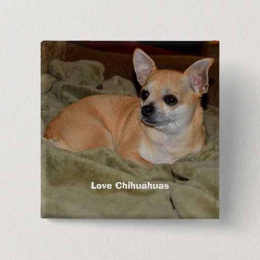 Niedliche Chihuahua-Ruhe Button (Vorderseite)