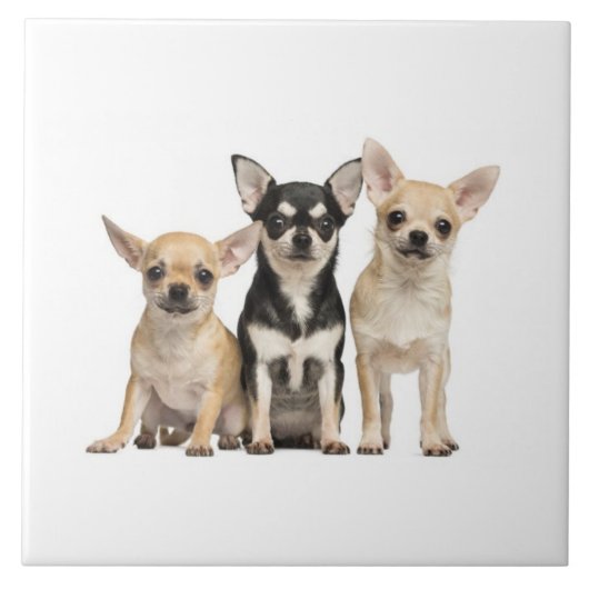 Niedliche Chihuahua-Welpen Fliese (Vorderseite)