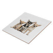 Niedliche Chihuahua-Welpen Fliese (Seite)