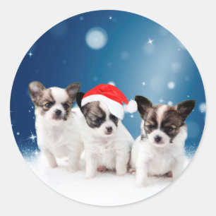 Niedliche Chihuahua Welpen mit Weihnachtsmannmütze Runder Aufkleber
