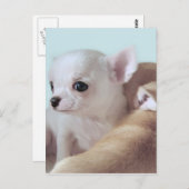 Niedliche Chihuahua-Welpen Postkarte (Vorne/Hinten)
