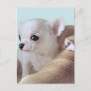 Niedliche Chihuahua-Welpen Postkarte