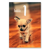 Niedliche Chihuahuas-Foto-Tischnummern Tischnummer (Vorderseite)