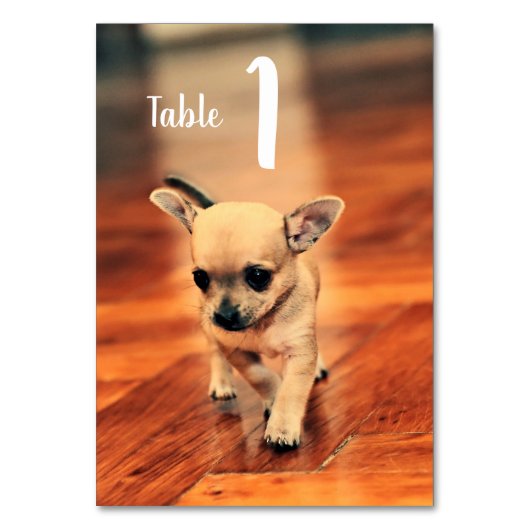Niedliche Chihuahuas-Foto-Tischnummern Tischnummer (Vorderseite)