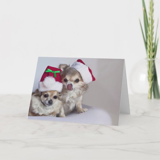 Niedliche Chihuahuas Weihnachtskarte Feiertagskarte (Vorderseite)