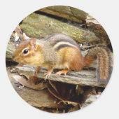 Niedliche Chipmunk-Aufkleber Runder Aufkleber (Vorderseite)
