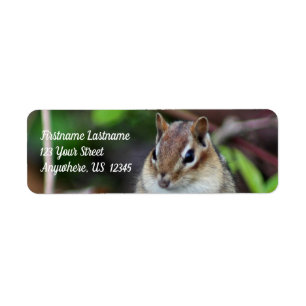 Niedliche Chipmunk-Tieradresse