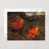 Niedliche Clownfish Postkarte (Vorne/Hinten)