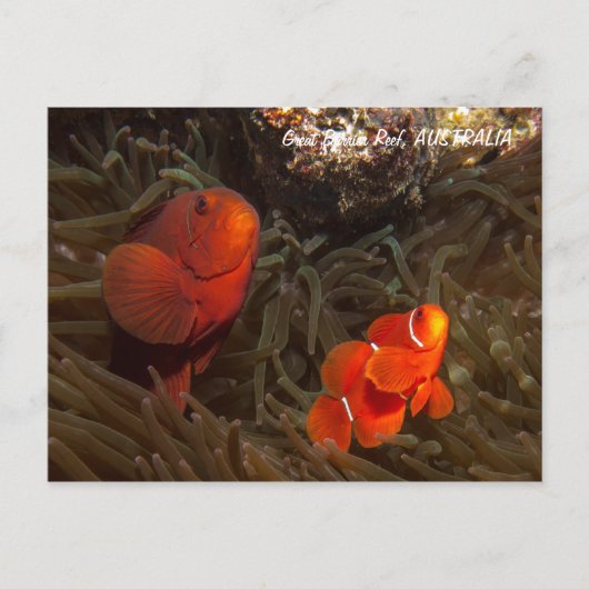 Niedliche Clownfish Postkarte (Vorderseite)