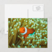 Niedliche Clownfish Postkarte (Vorne/Hinten)