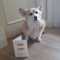 Niedliche Corgi Welpenführerin zum Sploten von Kar
