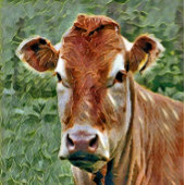 NIEDLICHE COW BUTTON