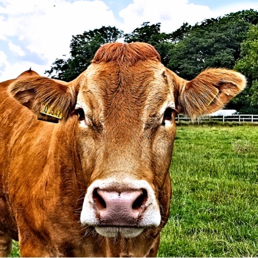 NIEDLICHE COW GROßE GESCHENKTÜTE
