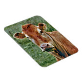 NIEDLICHE COW MAGNET (Rechte Seite)