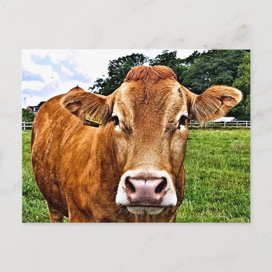 NIEDLICHE COW POSTKARTE (Vorderseite)