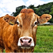 NIEDLICHE COW POSTKARTE