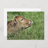 NIEDLICHE COW POSTKARTE (Vorne/Hinten)