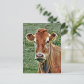 NIEDLICHE COW POSTKARTE (Stehend Vorderseite)