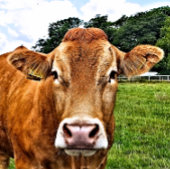 NIEDLICHE COW PUZZLE