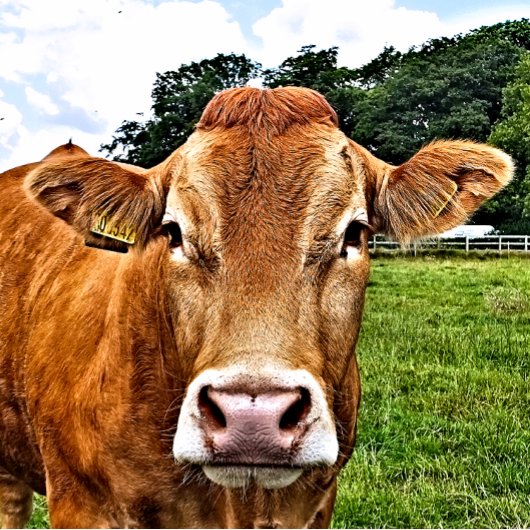 NIEDLICHE COW PUZZLE