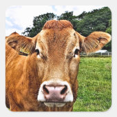 NIEDLICHE COW QUADRATISCHER AUFKLEBER (Vorderseite)