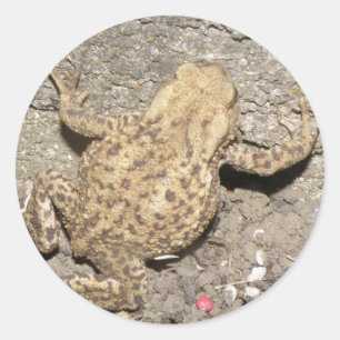 Niedliche Crawling Toad Stickers
